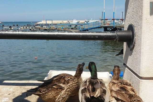 La storia di Michele e delle sue anatre, che abitano da tre anni il porto di Santo Spirito